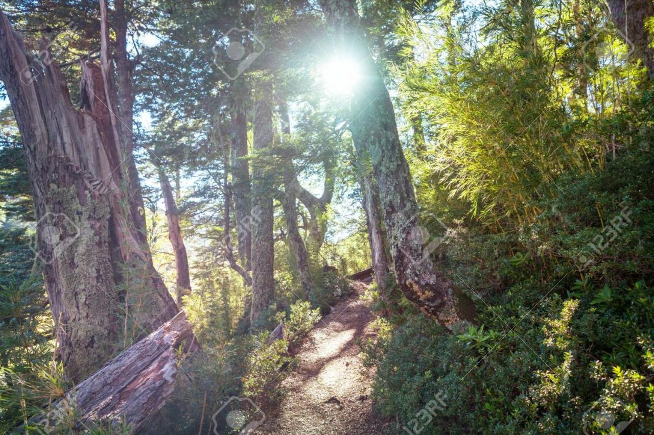Foret Austral Ranomafana Kültér fotó